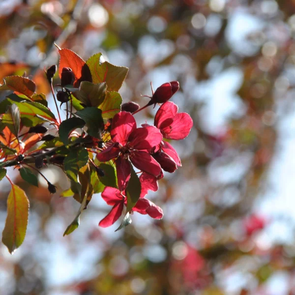 Malus 'Royalty' – Flowering Crab