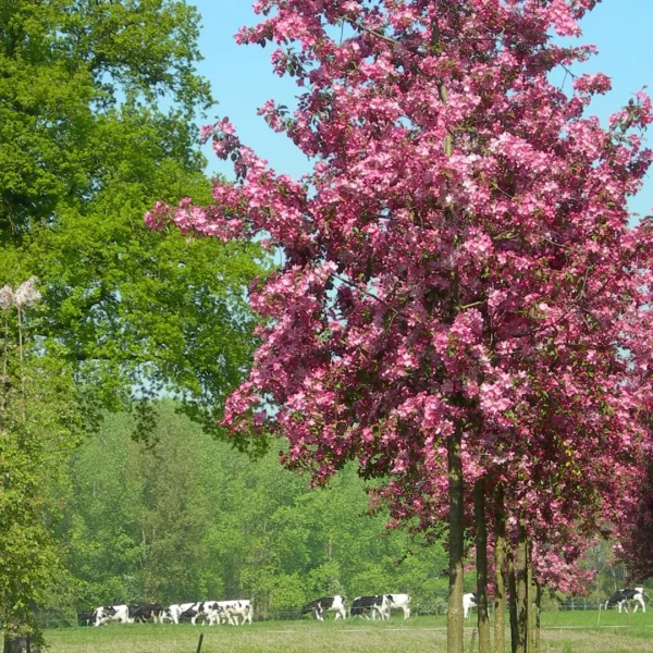 Malus 'Rudolph' – Flowering Crab