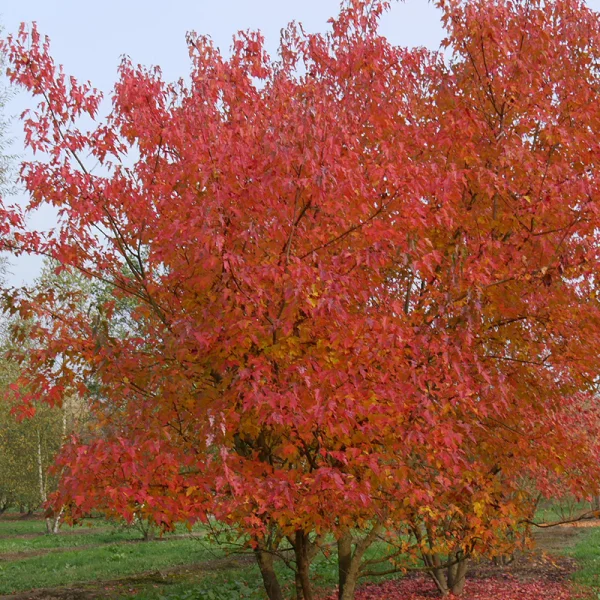 Acer tataricum subsp. ginnala – Amur maple