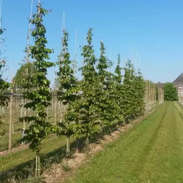 Parrotia persica 'Bella' – Parrotia persica 'Bella'