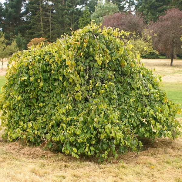 Parrotia persica 'Pendula' – Parrotia persica 'Pendula'