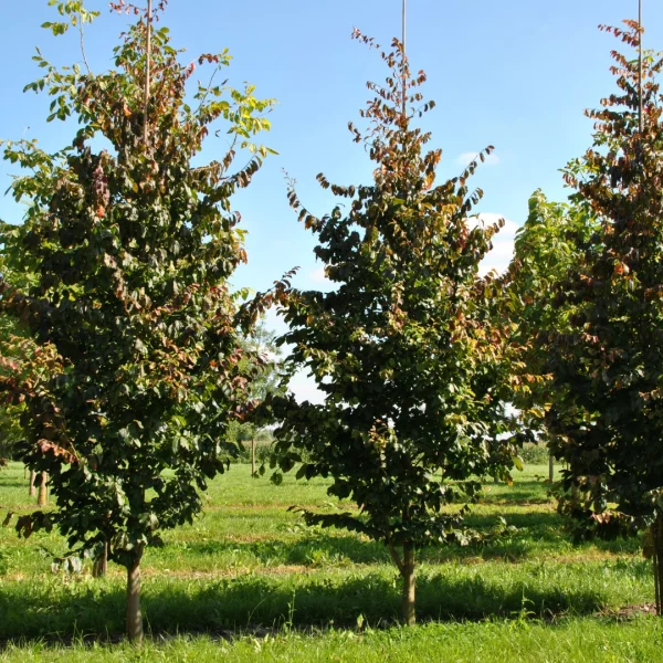 Parrotia persica 'Vanessa' – Parrotia persica 'Vanessa'