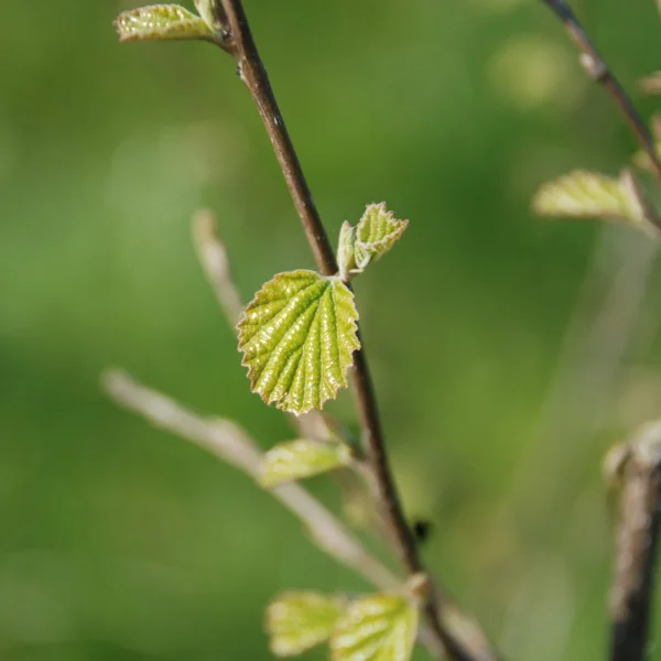 Parrotiopsis jacquemontiana – Parrotiopsis jacquemontiana