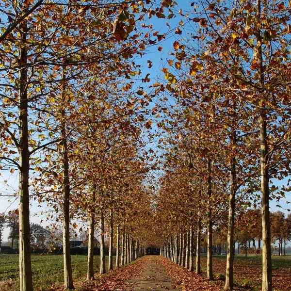 Platanus ×hispanica 'Malburg' – Platanus ×hispanica 'Malburg'