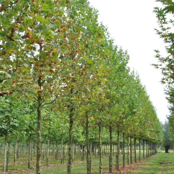 Platanus ×hispanica  TREEVOLUTION® ('Woodside Column') – Platanus ×hispanica TREEVOLUTION ('Woodside Column')