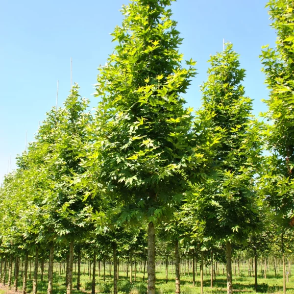 Platanus orientalis 'Minaret' – Platanus orientalis 'Minaret'