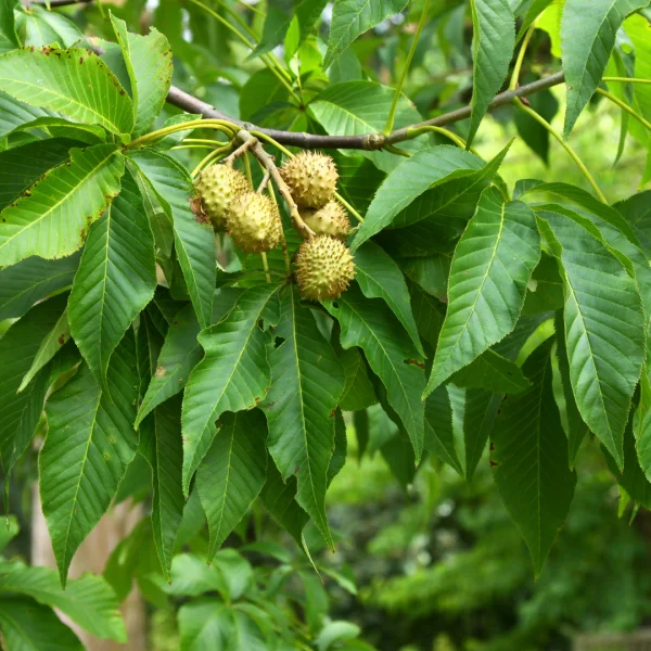 Aesculus glabra – Ohio buMarronnier de l‘Ohiockeye