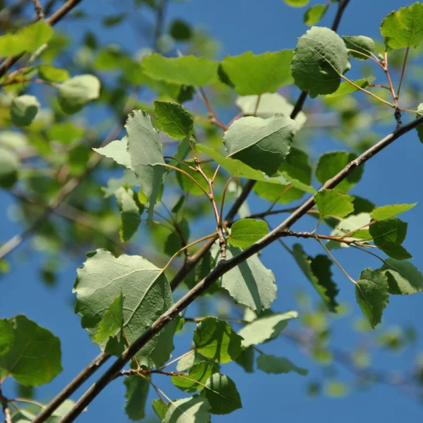 Populus tremula – (European) Aspen