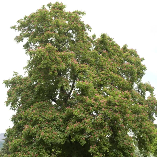 Aesculus pavia – Aesculus pavia