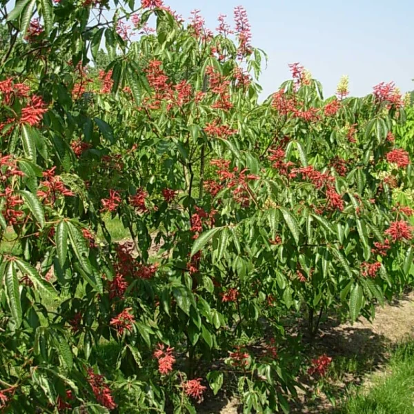 Aesculus pavia var. splendens – Aesculus pavia var. splendens