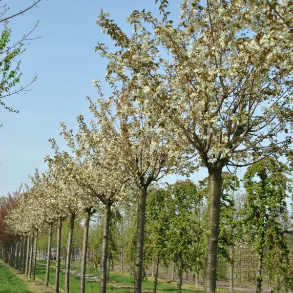 Prunus serrulata 'Ukon' – Prunus serrulata 'Ukon'