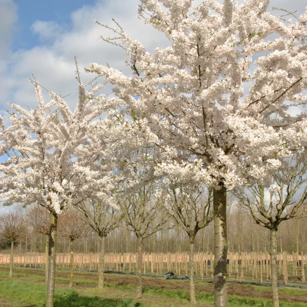 Prunus ×yedoensis – Paperback cherry, Tibetan cherry