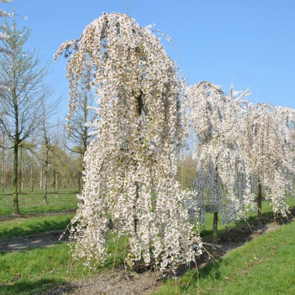 Prunus 'Snow Fountains' – Prunus 'Snow Fountains'