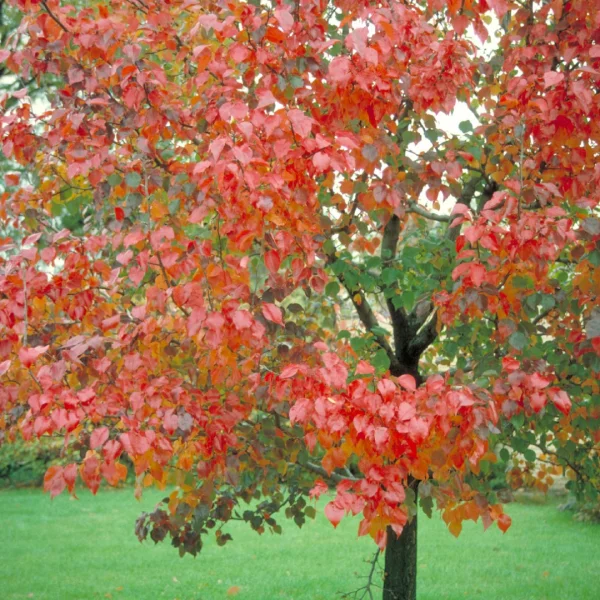 Pyrus calleryana 'Autumn Blaze' – Pyrus calleryana 'Autumn Blaze'