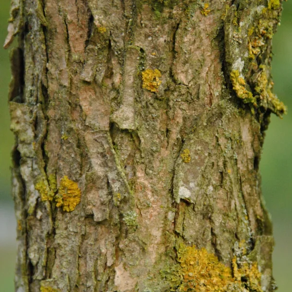 Quercus bicolor – Swamp white oak