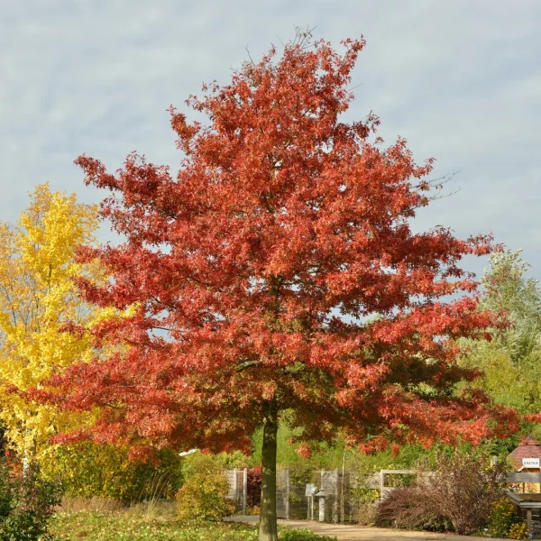 Quercus coccinea – Scarlet oak