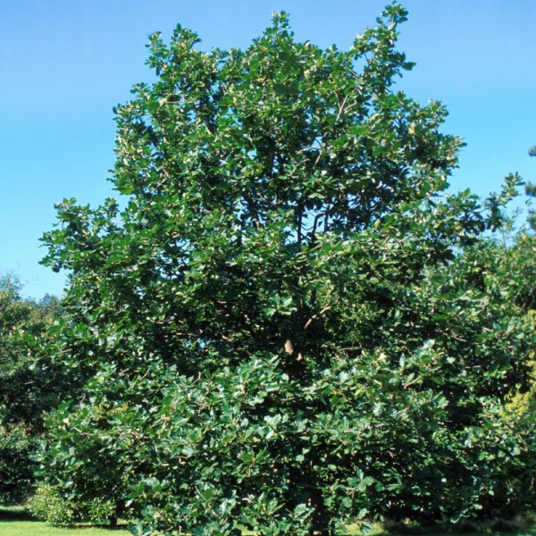 Quercus macranthera – Caucasian oak, Persian oak