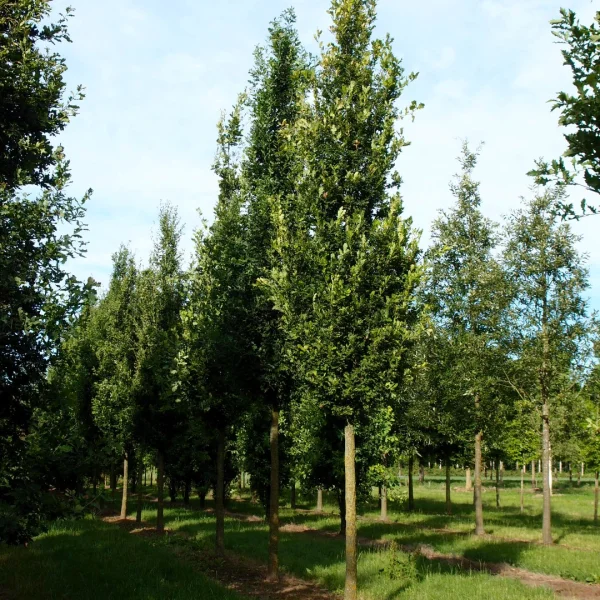 Quercus robur 'Fastigiata' – Cypress oak, Pyramid oak