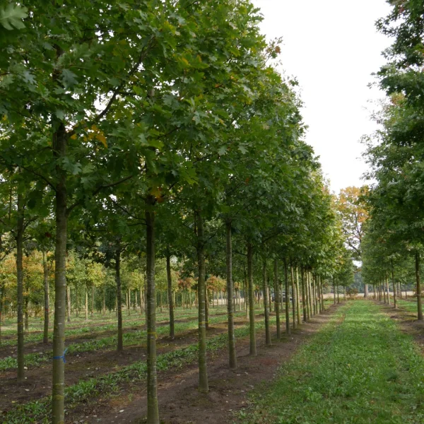 Quercus rubra – Red oak, Nothern Red oak