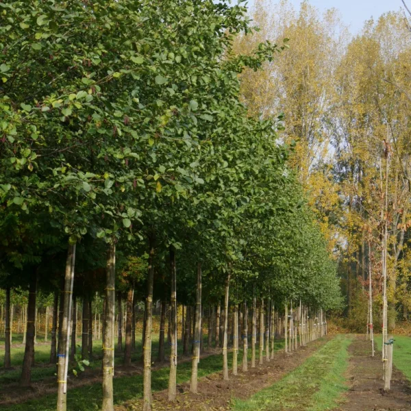 Alnus glutinosa – Common alder