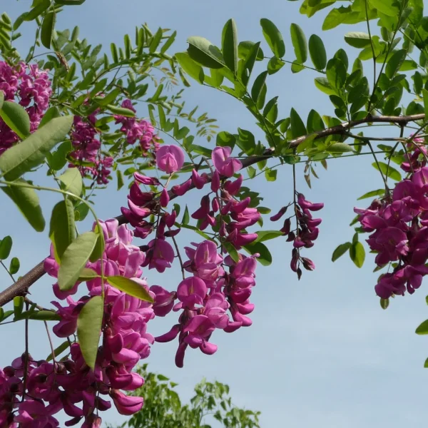 Robinia ×margaretta CASQUE ROUGE ('Pink Cascade') – Robinia ×margaretta CASQUE ROUGE ('Pink Cascade')