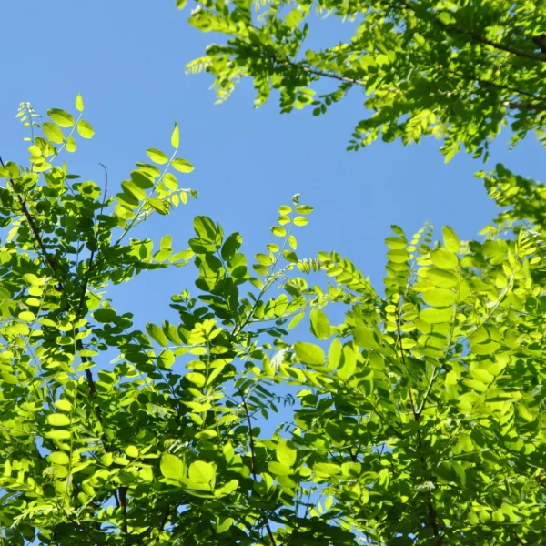 Robinia pseudoacacia 'Bessoniana' – Robinia pseudoacacia 'Bessoniana'