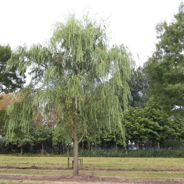 Salix babylonica – (Chinese) weeping willow