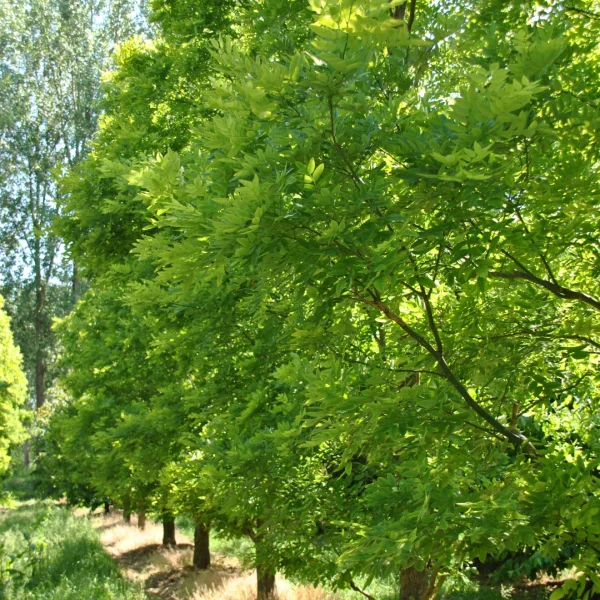 Styphnolobium japonicum PRINCETON UPRIGHT ('Fleright') – Styphnolobium japonicum PRINCETON UPRIGHT ('Fleright')