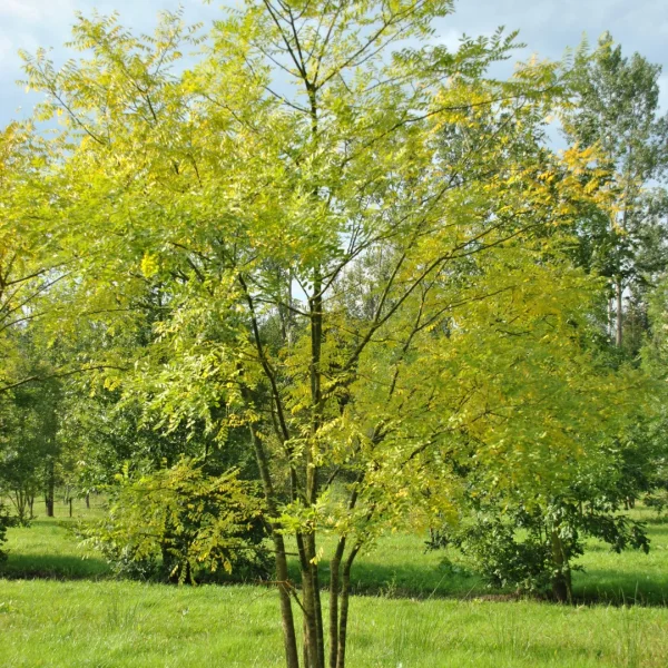 Styphnolobium japonicum 'Regent' – Styphnolobium japonicum 'Regent'