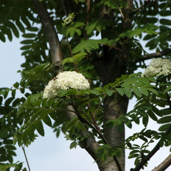 Sorbus aucuparia 'Sheerwater Seedling' – Sorbus aucuparia 'Sheerwater Seedling'