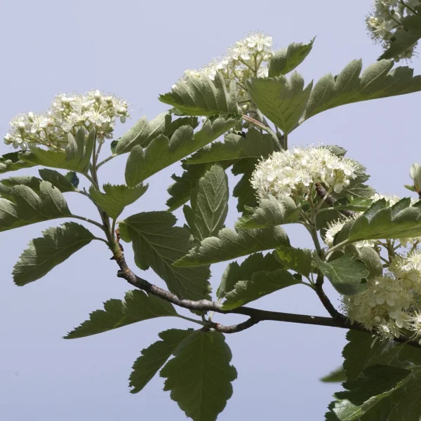 Sorbus intermedia 'Brouwers' – Sorbus intermedia 'Brouwers'