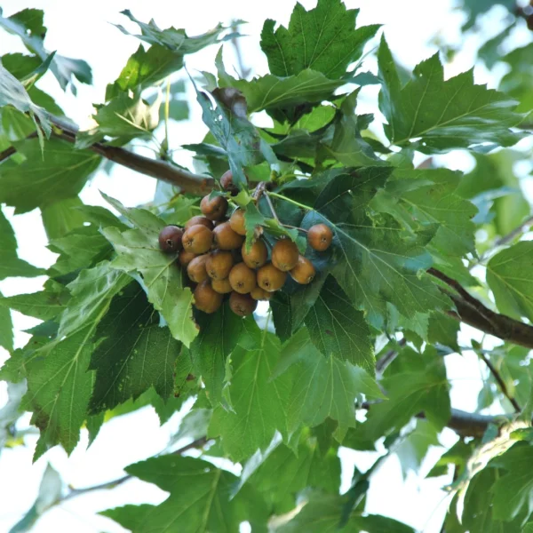 Sorbus torminalis – Wild service tree