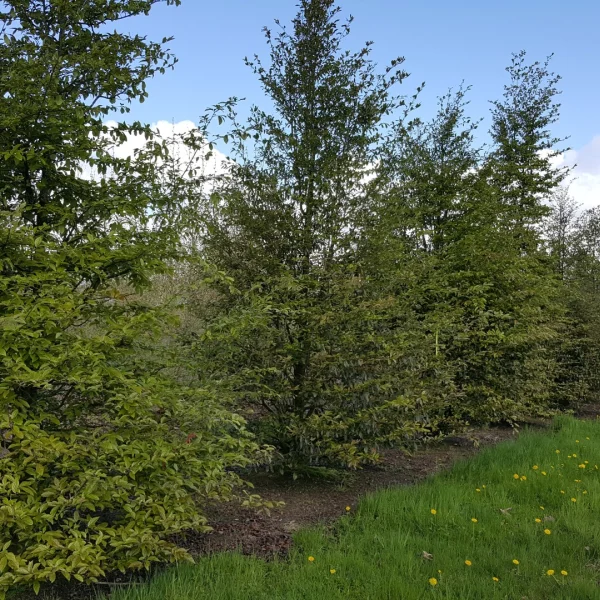Sycopsis sinensis – Sycopsis sinensis