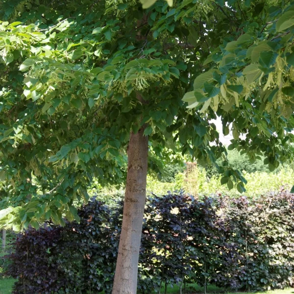 Tilia americana 'Nova' – Tilia americana 'Nova'