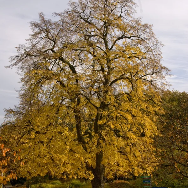 Tilia ×europaea 'Euchlora' – Crimean linden, Caucasian linden