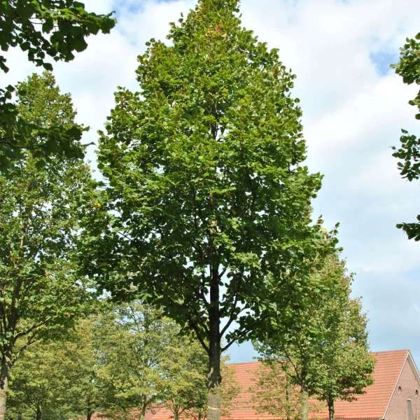 Tilia platyphyllos 'Delft' – Tilia platyphyllos 'Delft'