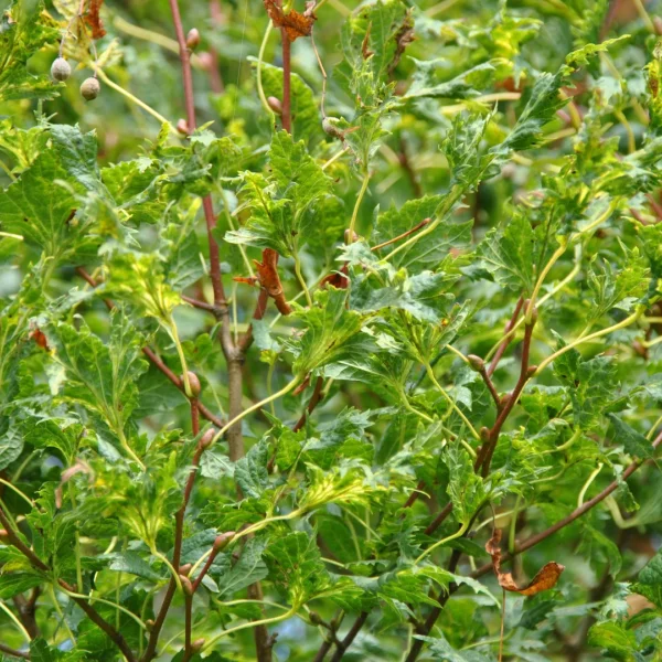 Tilia platyphyllos 'Laciniata' – Tilia platyphyllos 'Laciniata'