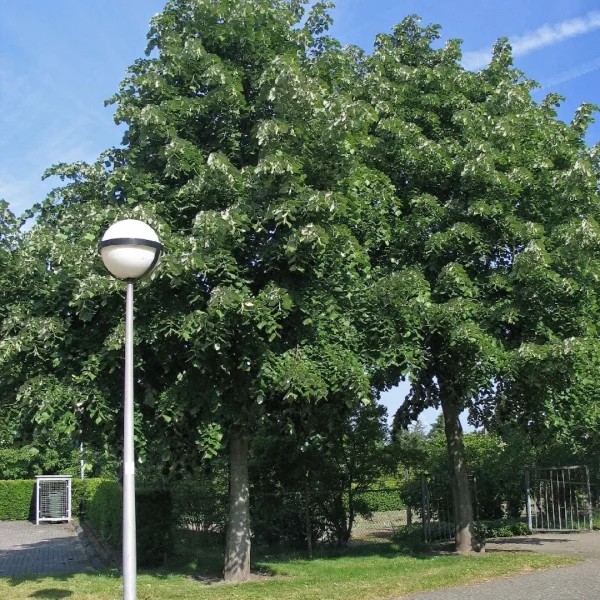 Tilia tomentosa 'Brabant' – Tilia tomentosa 'Brabant'