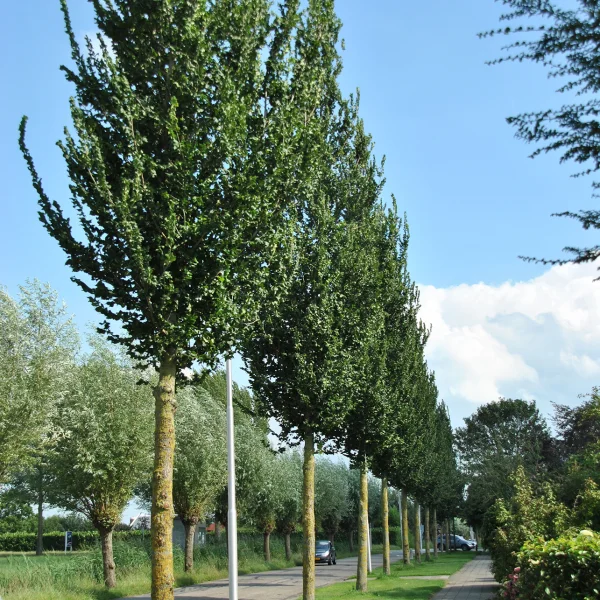 Ulmus 'Columella' – Ulmus 'Columella'