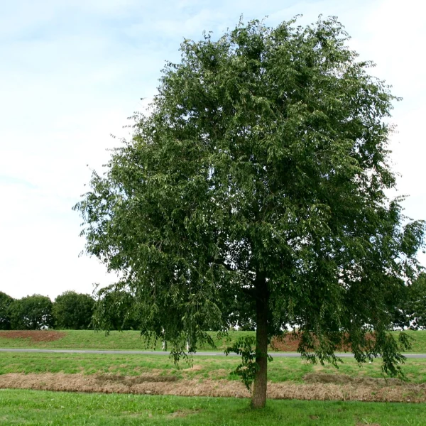 Ulmus 'Homestead' – Ulmus 'Homestead'