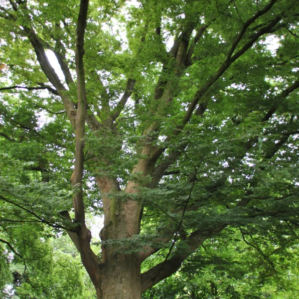 Zelkova serrata – Japanese Zelkova, Keaki