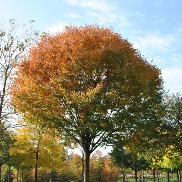 Zelkova serrata GREEN VASE ('Flekova') – Zelkova serrata GREEN VASE ('Flekova')