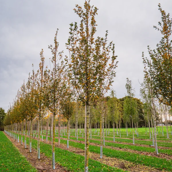 Acer campestre 'Huibers Elegant' &ndash; Acer campestre 'Huibers Elegant'