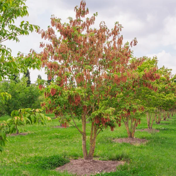 Acer cissifolium – Vine-leaved maple