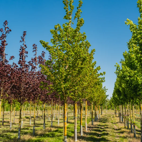 Acer cappadocicum 'Rubrum' &ndash; Caucasian maple, Cappadocian maple