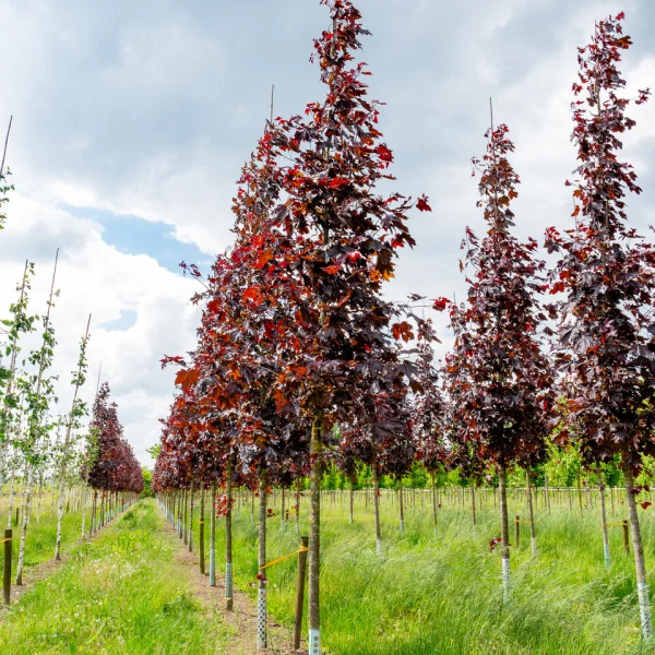 Acer platanoides 'Royal Red' &ndash; Acer platanoides 'Royal Red'