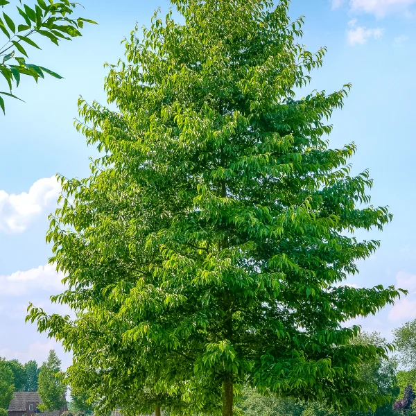 Alnus ×spaethii 'Spaeth' &ndash; Alnus ×spaethii 'Spaeth'