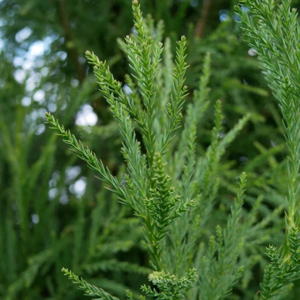 Cryptomeria japonica 'Yoshino' – Cryptomeria japonica 'Yoshino'