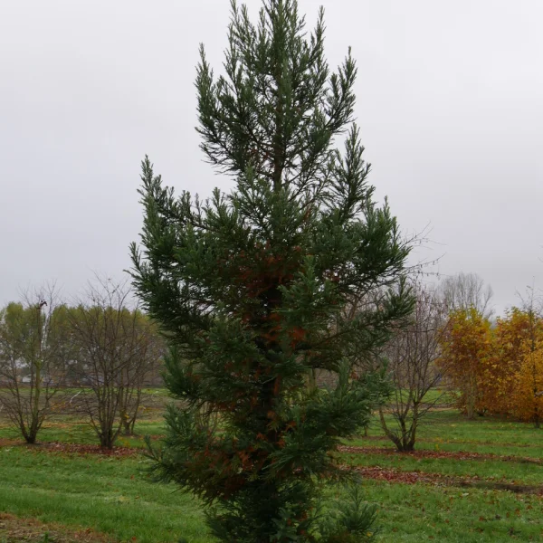 Sequoia sempervirens 'Korbel KT' – Sequoia sempervirens 'Korbel KT'