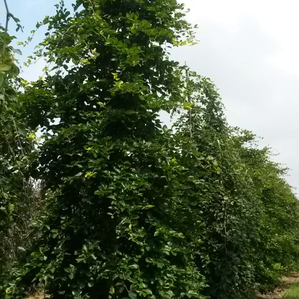 Fagus sylvatica 'Verzy' – Fagus sylvatica 'Verzy'